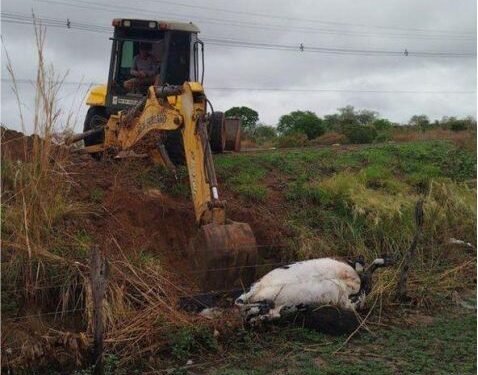 Caminhão colide com vaca na BA-573 entre Guanambi e Matina; animal morre no local.