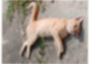Sebastião Laranjeiras: Suposto envenenamento de gatos preocupa moradores.