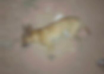 Sebastião Laranjeiras: Cachorro Envenenado na Rua do Cemitério em Mandiroba.