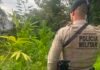94ª CIPM e Polícia Civil encontram 3 mil pés de maconha e autuam homem em flagrante em Caetité