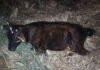 Guanambi: animal na pista provoca colisão na BA-936
