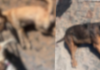 Sebastião Laranjeiras: cachorro é encontrado morto a tiros e outros cães são encontrados feridos