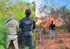Plantação com 22 mil pés de maconha é descoberta na Bahia